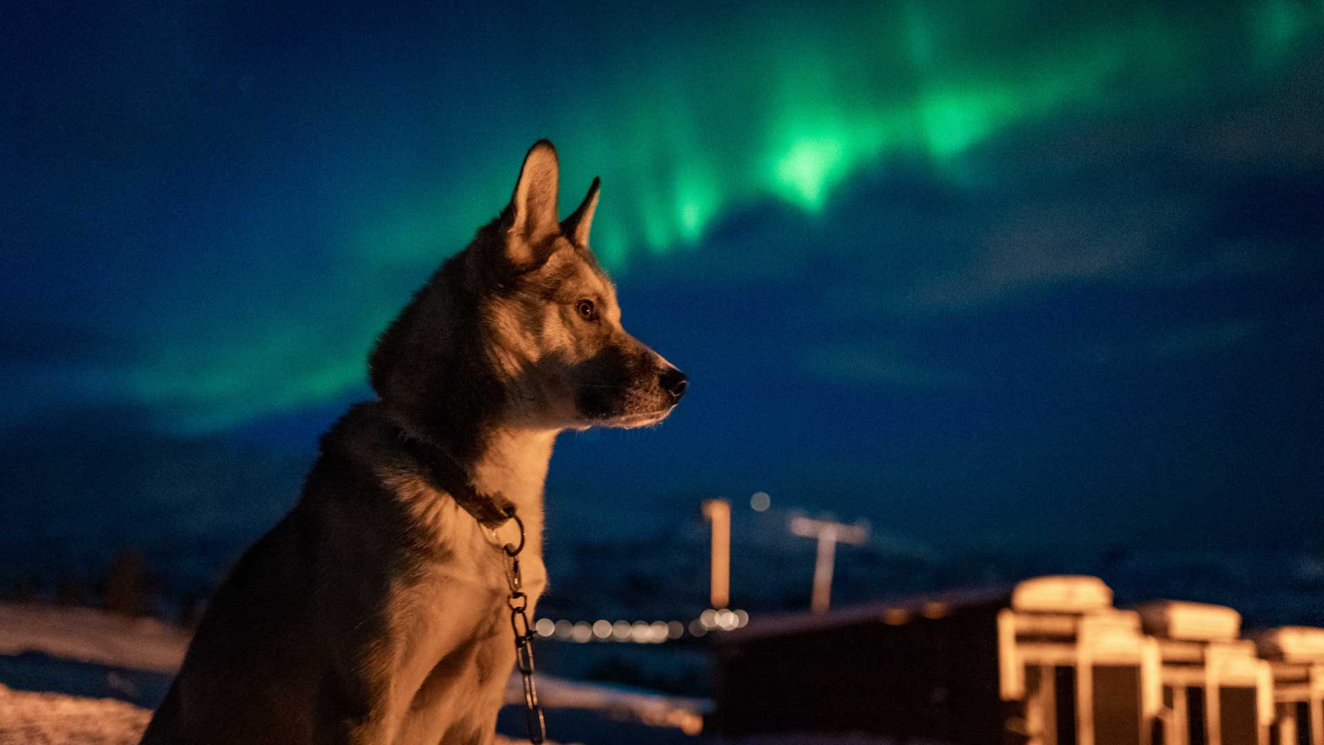 Aurora Husky Visit 1