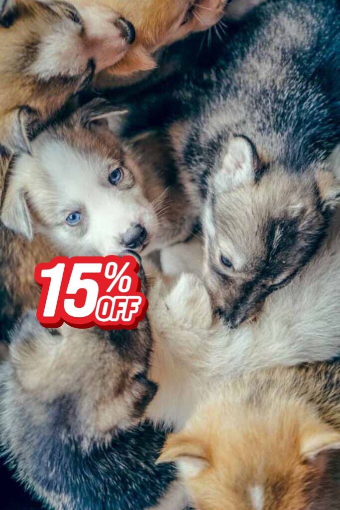 A group of fluffy Alaskan husky puppies cuddled together, including a blue-eyed puppy looking at the camera.
