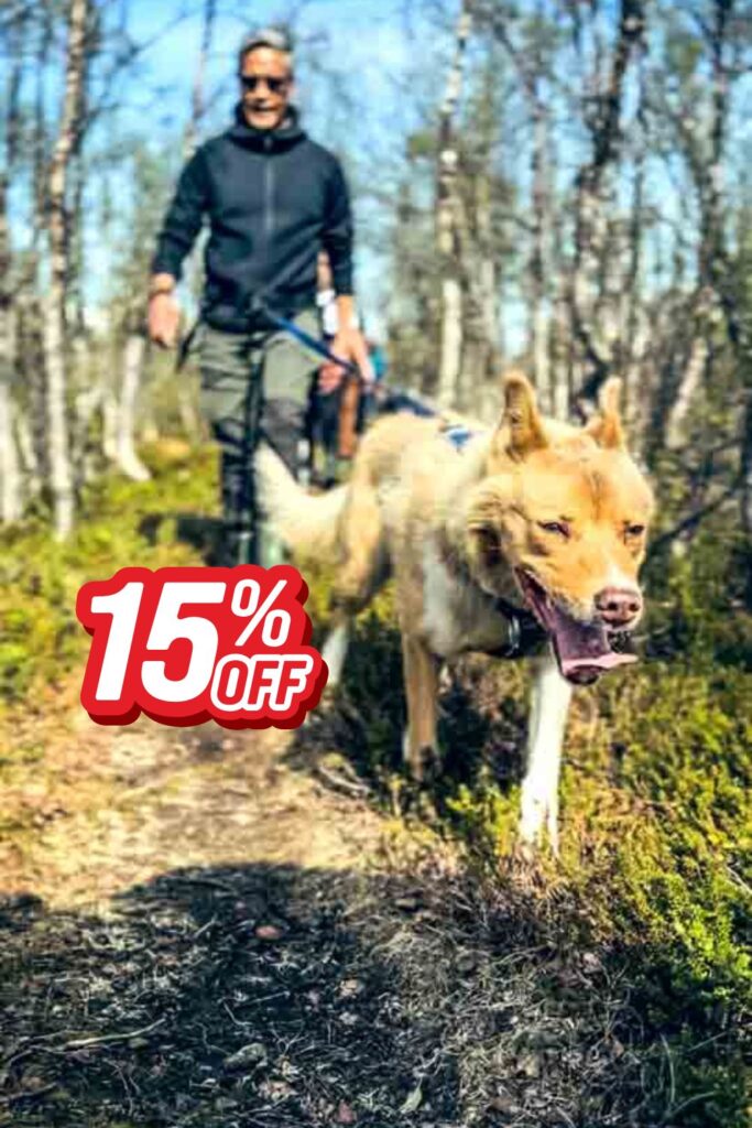 A guest walks an Alaskan husky along a forest trail during a guided Husky Hike experience in Tromsø, Norway.