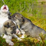 Puppy_Training-2