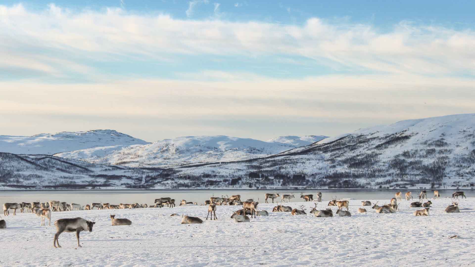 reindeer-13