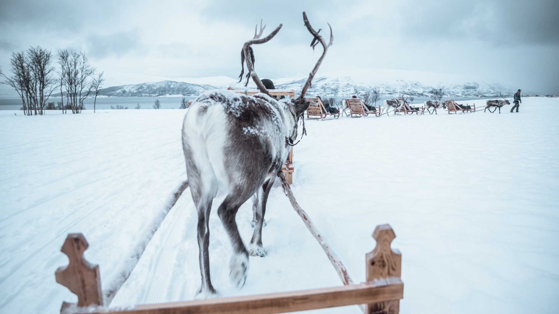 reindeer-15