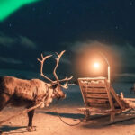 reindeer-23