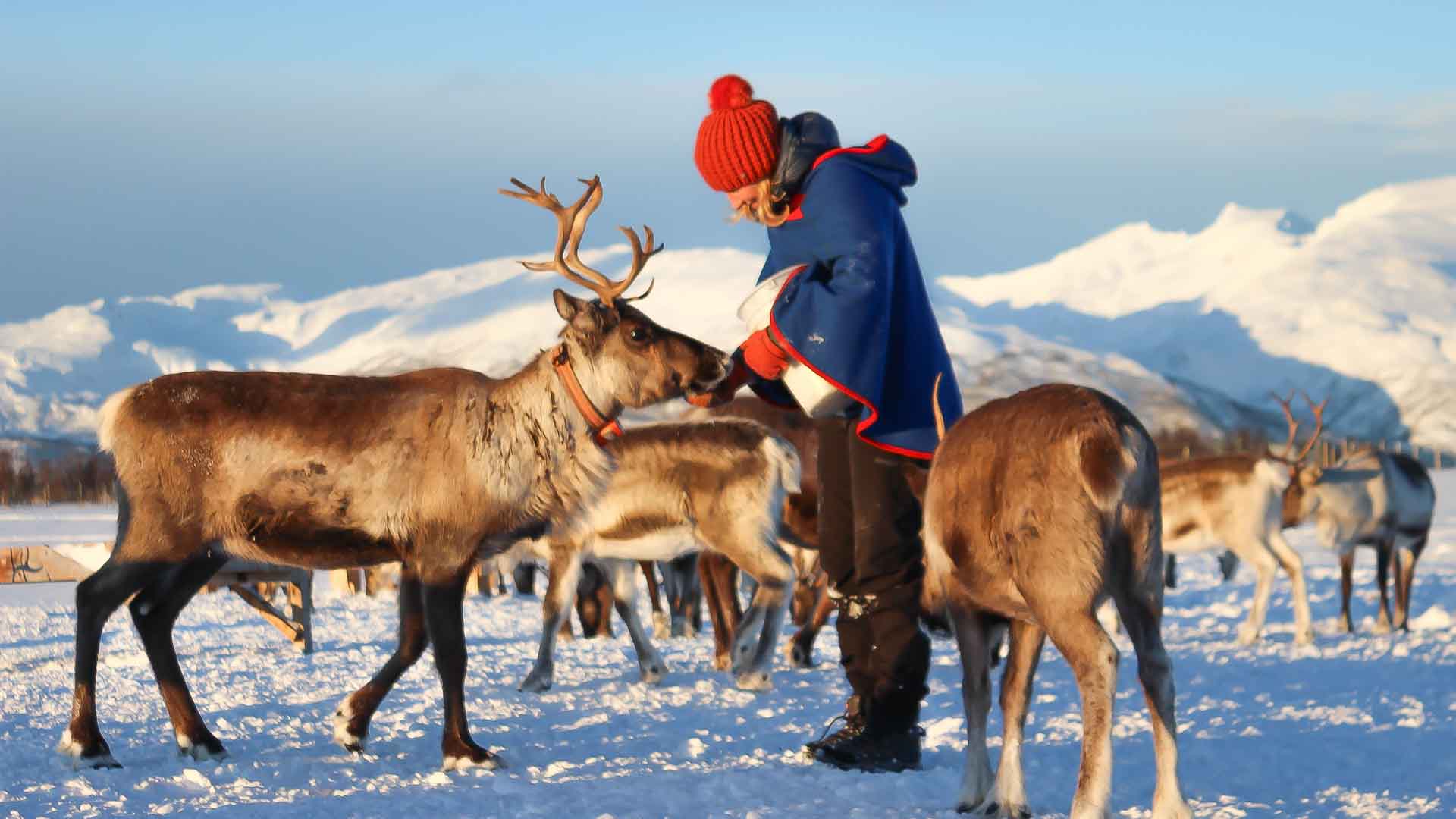 reindeer-25