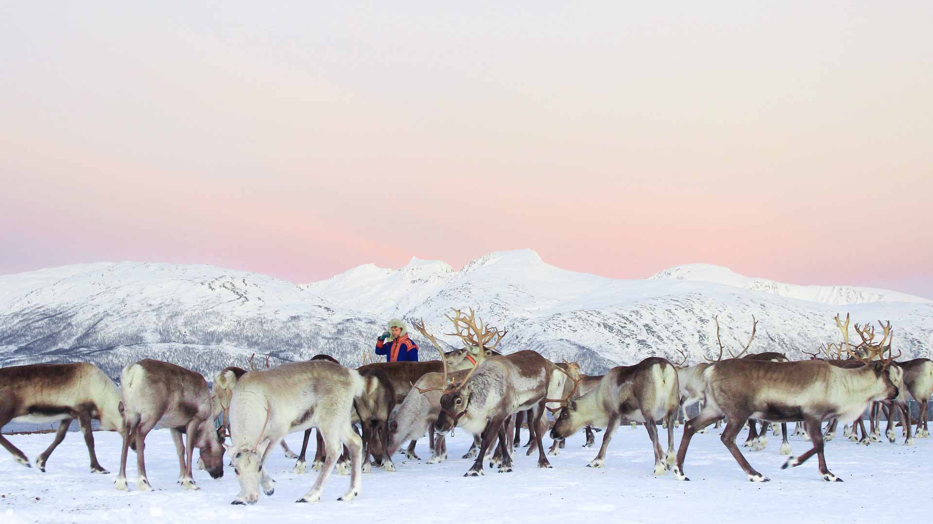 reindeer-9