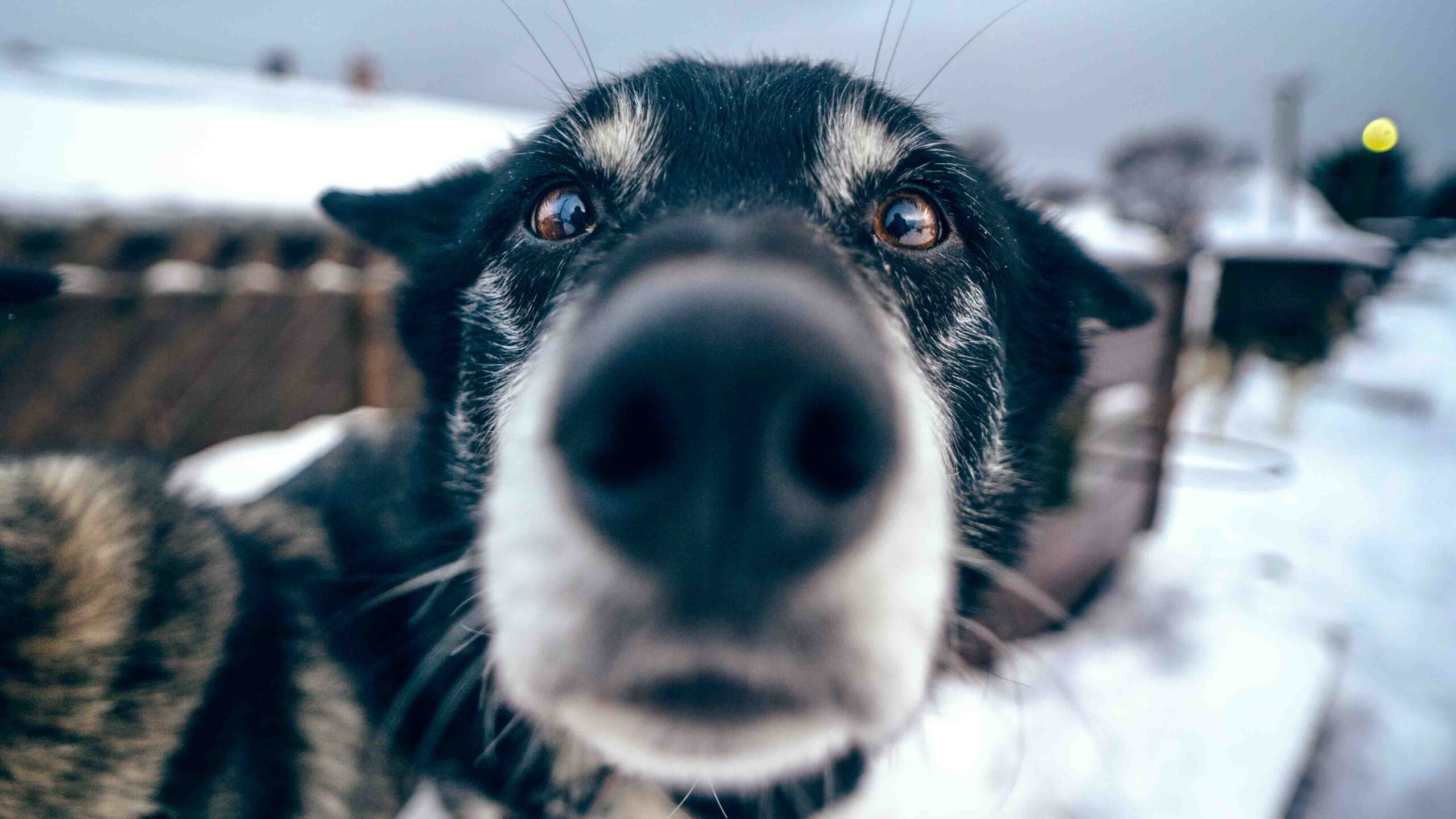 Close-up of an Alaskan Husky's face, focusing on its nose and expressive eyes, with a snowy background and blurred doghouses in the distance.