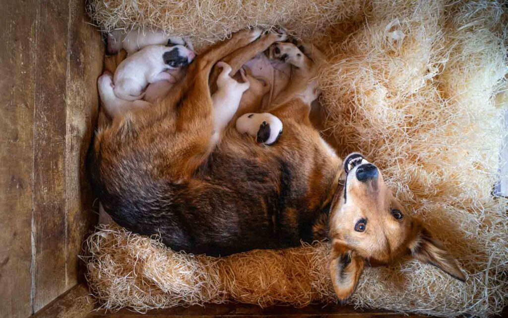 Mother Alaskan husky nursing her newborn puppies in a cozy whelping box at Tromsø Villmarkssenter