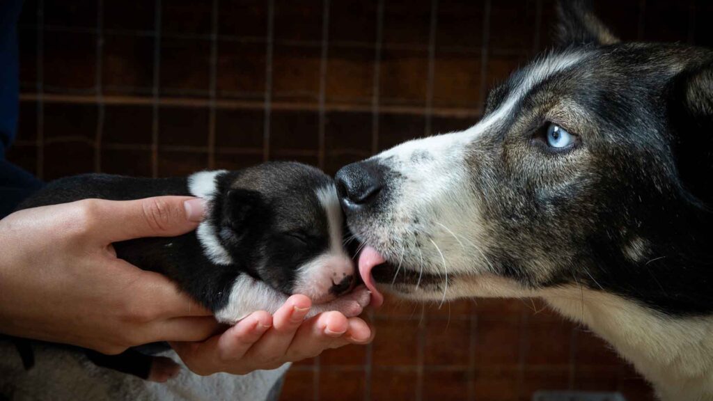 Mother Alaskan husky gently licking her newborn puppy at Tromsø Villmarkssenter.