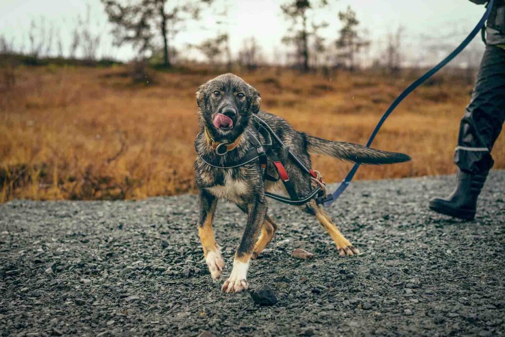 Young husky wearing a harness for the first time during early training